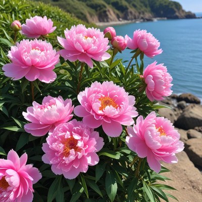 Pink peonies blooming by the sea