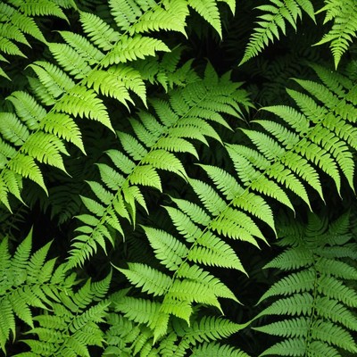 Lush green fern leaves display
