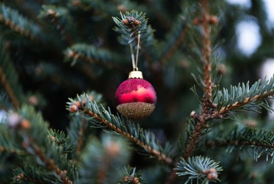 Colorful ornament hanging on pine tree