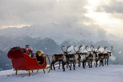 Reindeer team pulls festive sleigh