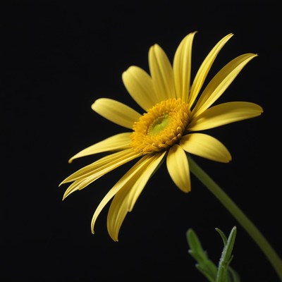 Bright yellow flower against black background