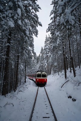 Train travels through snowy forest