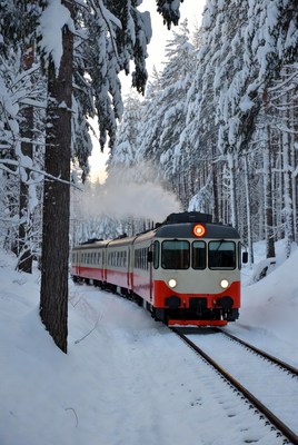 Train travels through snowy forest