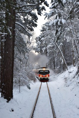 Train travels through snowy forest