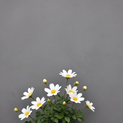 White flowers against gray background