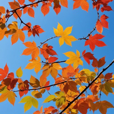 Autumn leaves against blue sky