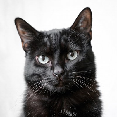 Black cat with striking eyes gazes