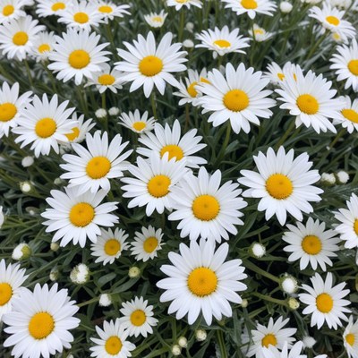 Daisies blooming in sunny garden