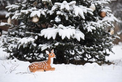 Winter deer near snowy tree