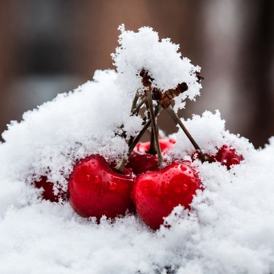 Cherries covered in winter snow