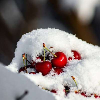 Cherries covered in fresh snow