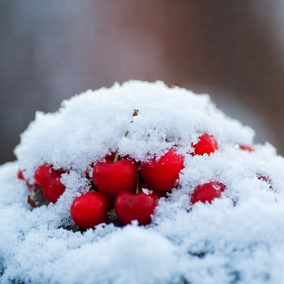 Red berries covered in snow