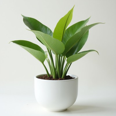 Vibrant indoor potted plant display