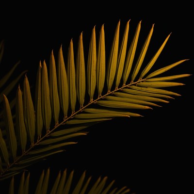 Palm leaf against dark background at night