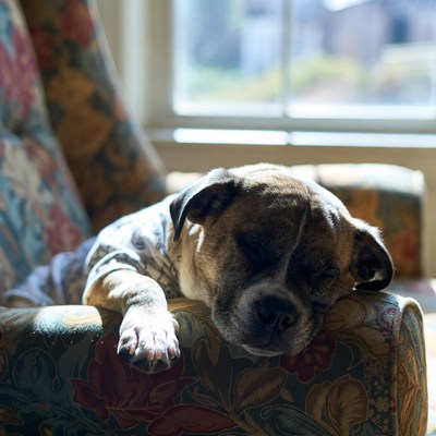 Dog napping on a chair by a window