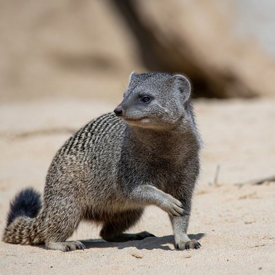 Mongoose walks on sandy ground