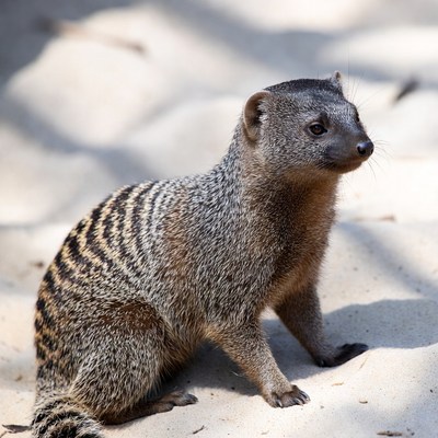 Mongoose observing surroundings in sandy area