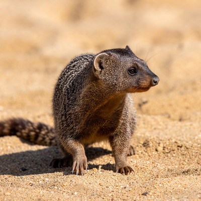 Mongoose on sandy ground in sunlight