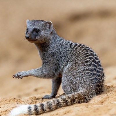 Mongoose in the sand