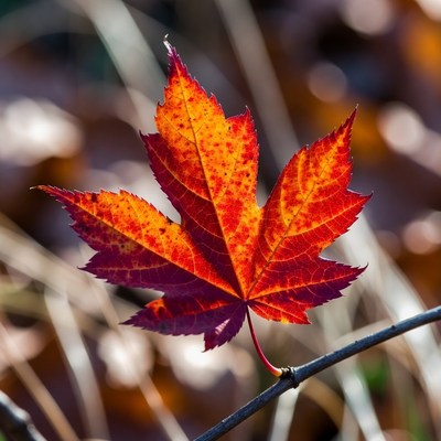 Bright red maple leaf in autumn