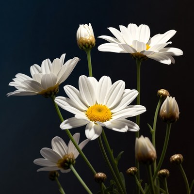 White flowers, yellow centers, dark bg