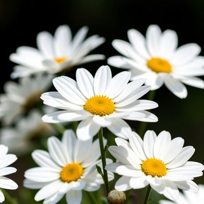 White flowers in sunlight garden