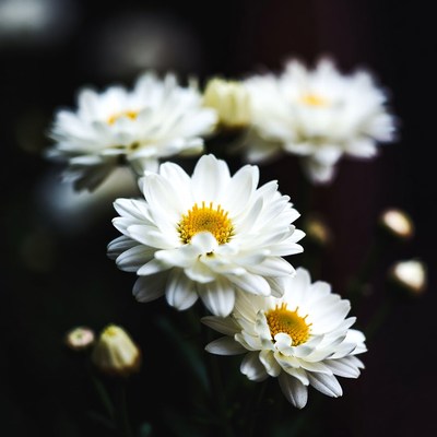 White flowers blooming in a garden