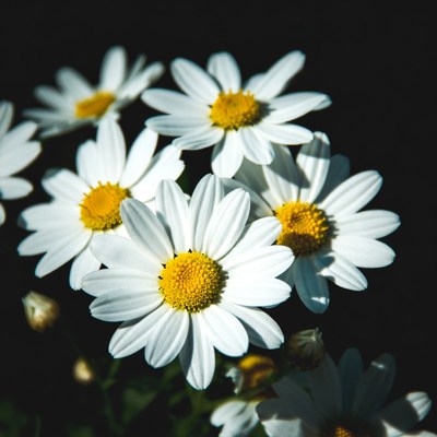 White flowers in sunlight during spring