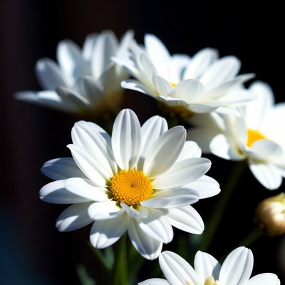 White flowers bloom in sunlight