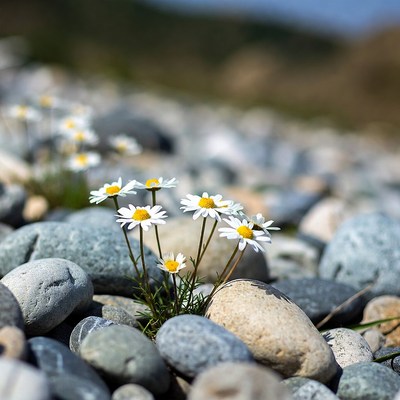 Wildflowers growing among river stones
