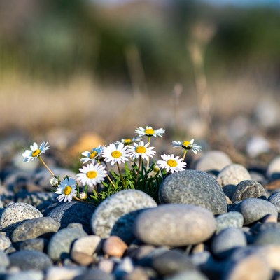Daisies blooming among river stones