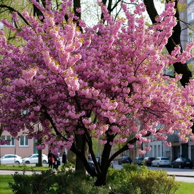 Pink blossoms bloom beside the street