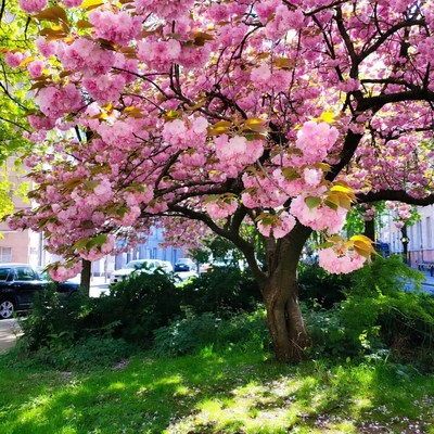 Cherry blossom tree in springtime