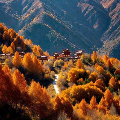 Mountain homes amidst autumn trees