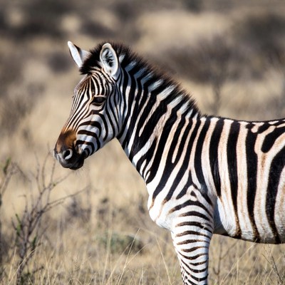 Zebra standing on dry grass