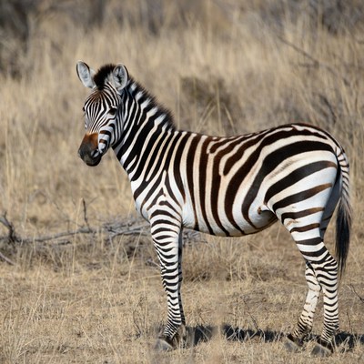 Zebra standing in dry grassland