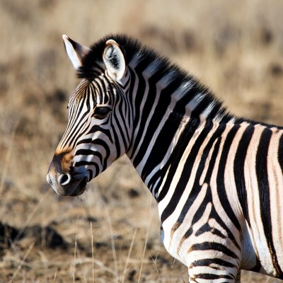 Zebra standing in grassland