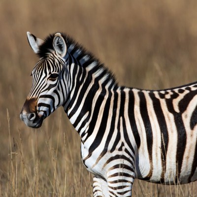 Zebra in golden grassland