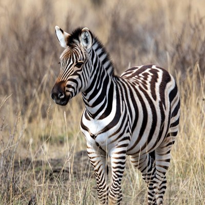 Zebra walking in dry grassland