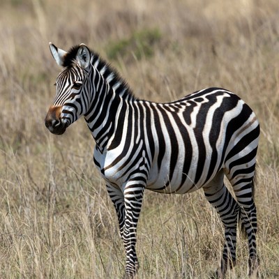Zebra standing in tall grass