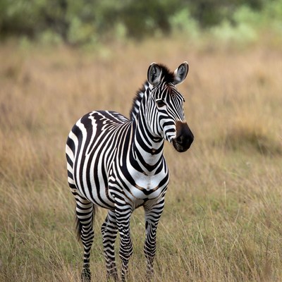 Zebra standing in grassy field