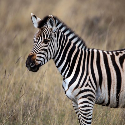 Zebra stands in tall grass