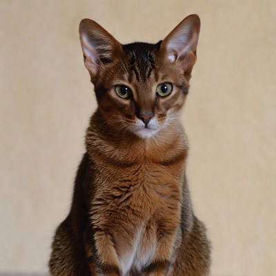Cat sitting on a neutral background