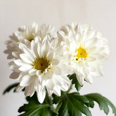 White flowers in a close-up view