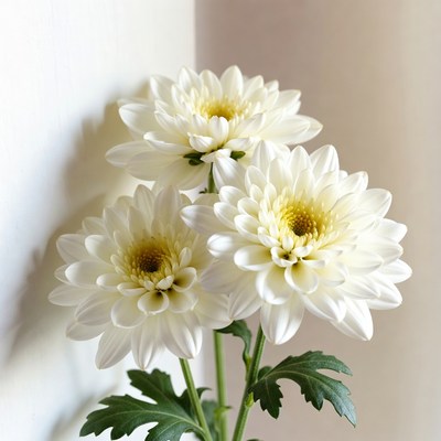 White flowers in vase display