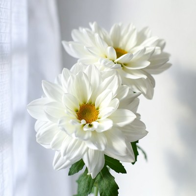 White flowers in sunlight near window