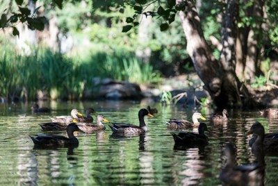 Ducks swimming in forest pond