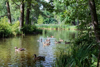 Ducks swimming in a quiet pond