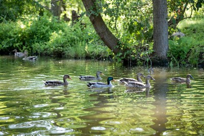 Ducks swimming in a green pond