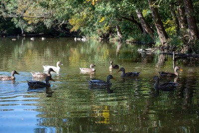 Ducks swimming in a calm pond